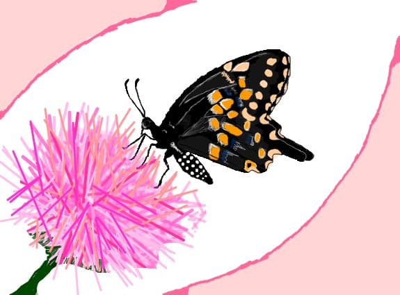 fluture