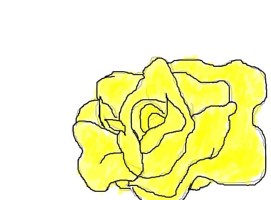 yellow rose