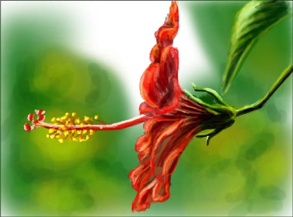 hibiscus sau trandafir japonez