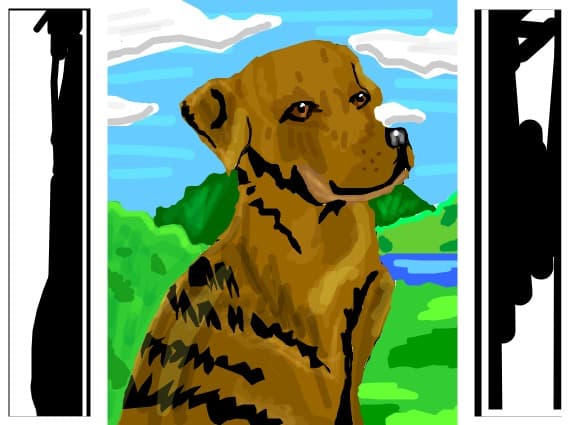 labrador