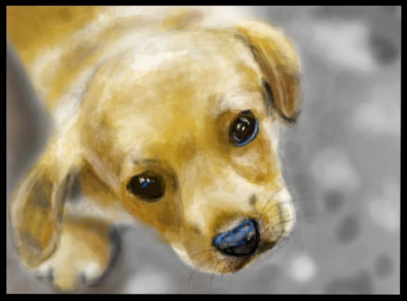 Puppy