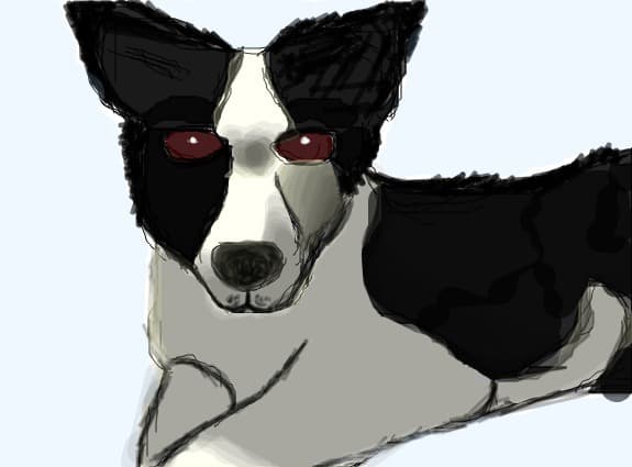Border Collie