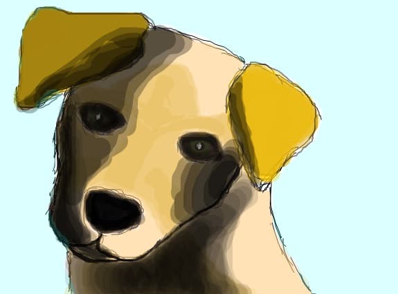 Labrador