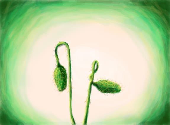 Simple nature...
