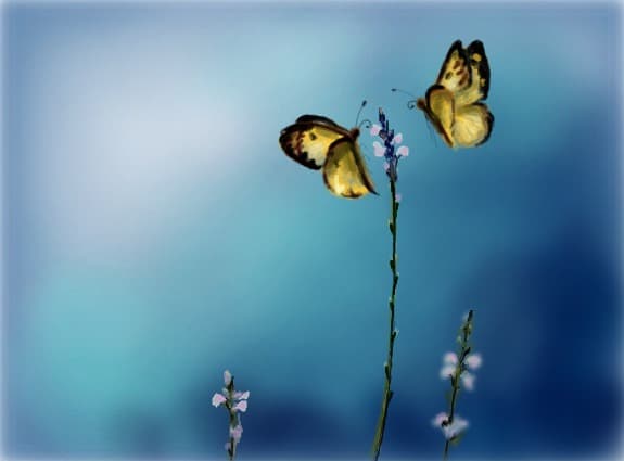 ...dans...
