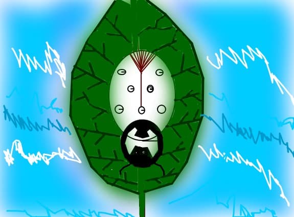 buburuza