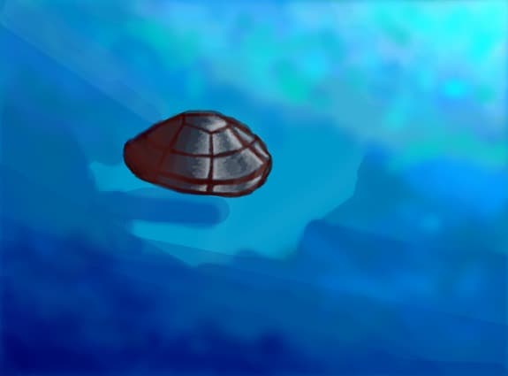 grab a shell,dude!
