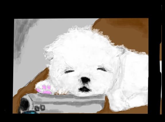 Cute puppy