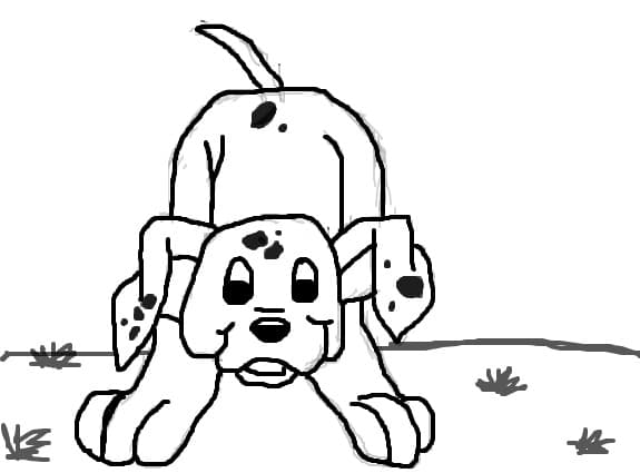 dalmatian