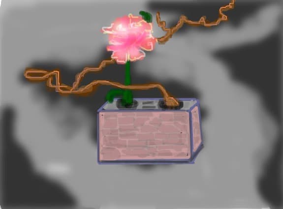 bonsai