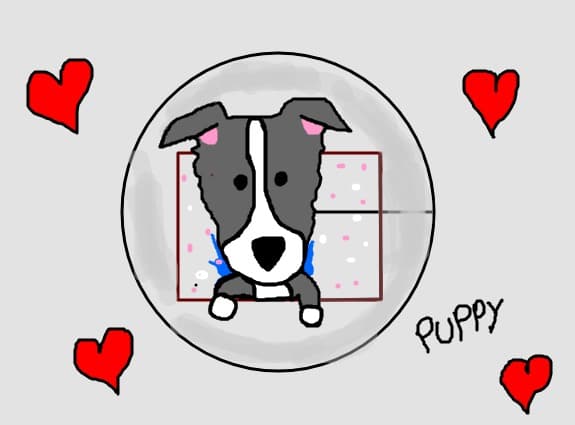 Puppy
