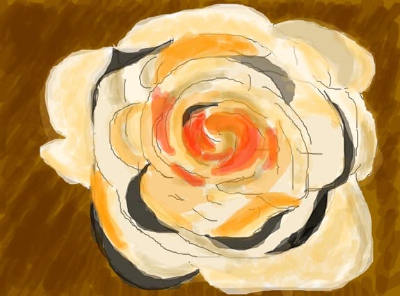 colorful rose
