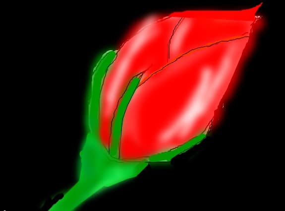 Un-opened  rose