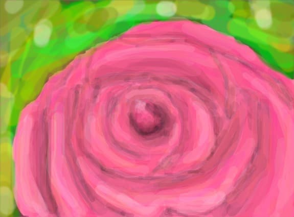 a pink rose...