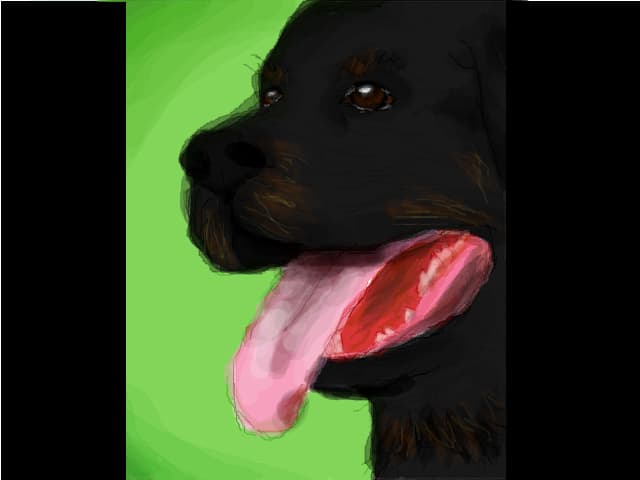 Rottweiler