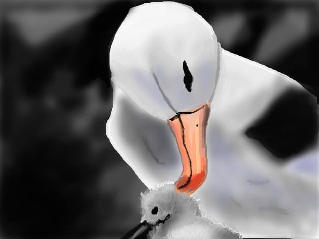 Albatros