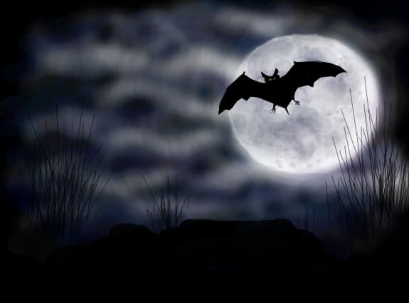 bat