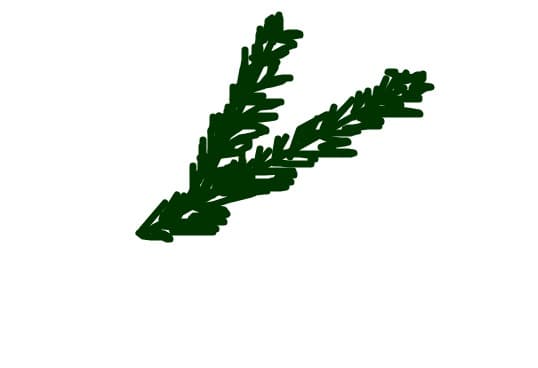 crenguta