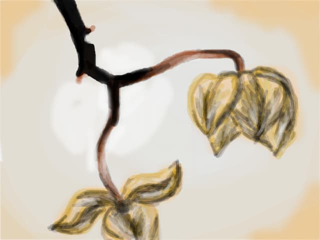 floare