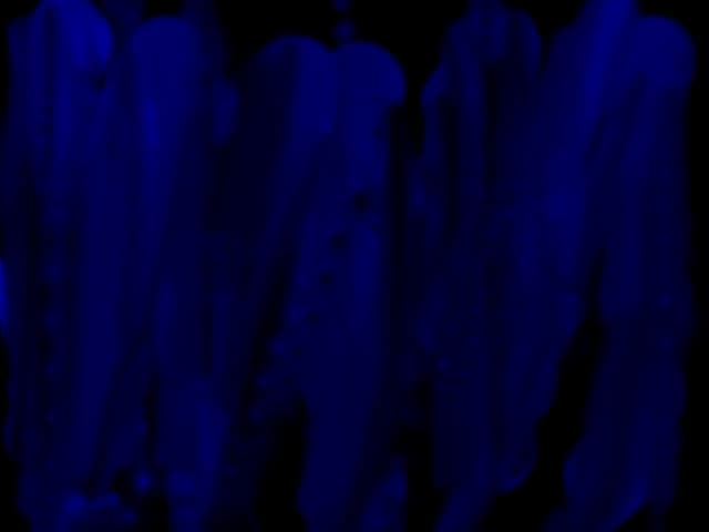 albastru nocturn