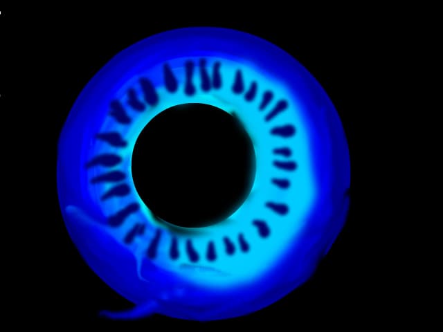 sfera