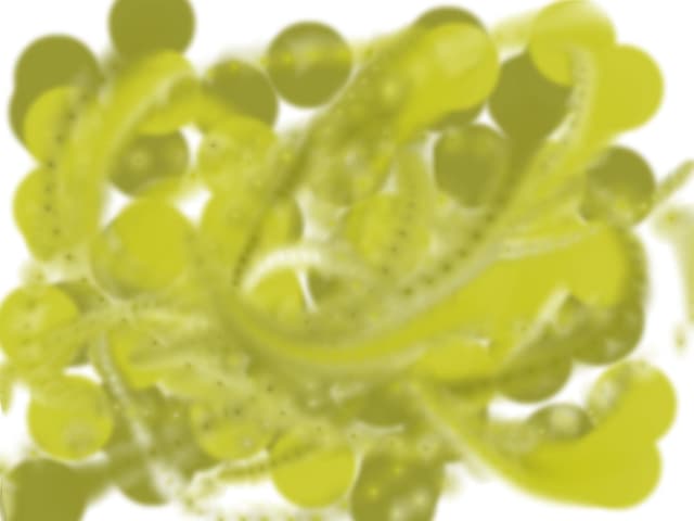 aaa