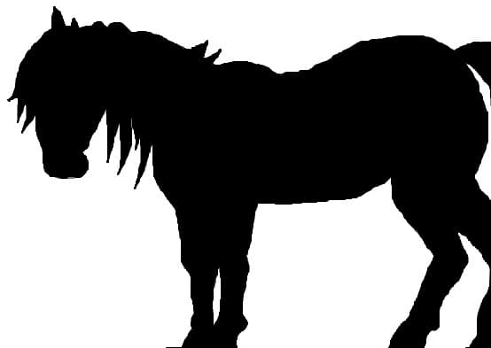 silouethe horse