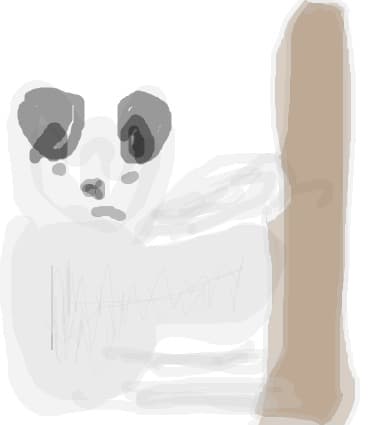 urs koala e primul meu animalut