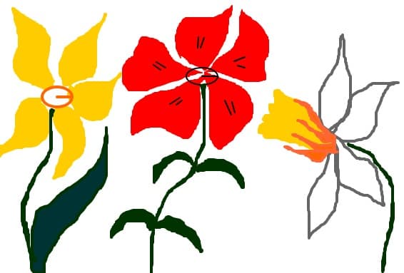 flori