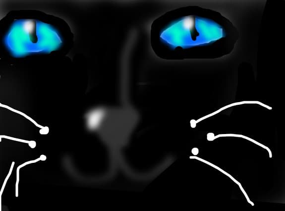 black cat