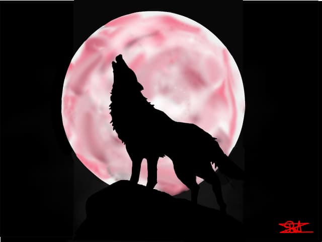 wolf