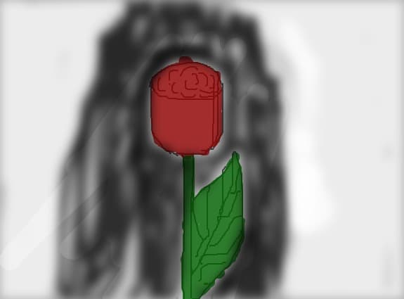 red rose