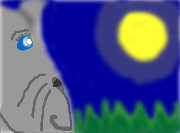 O pisica uitandu-se la luna