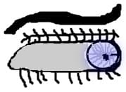 ochiul