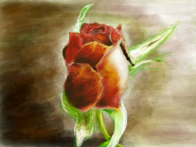 red rose