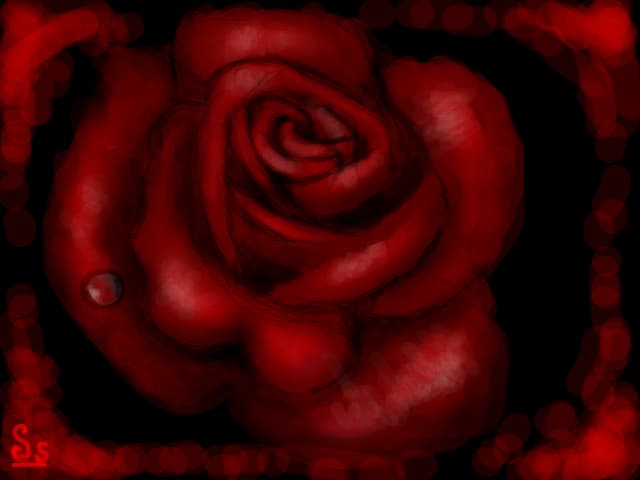 Red rose