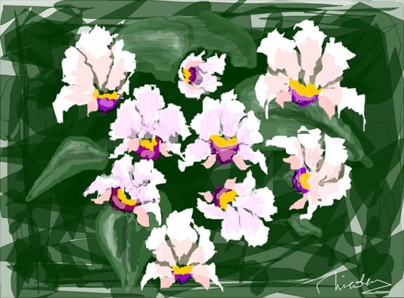 orhidee
