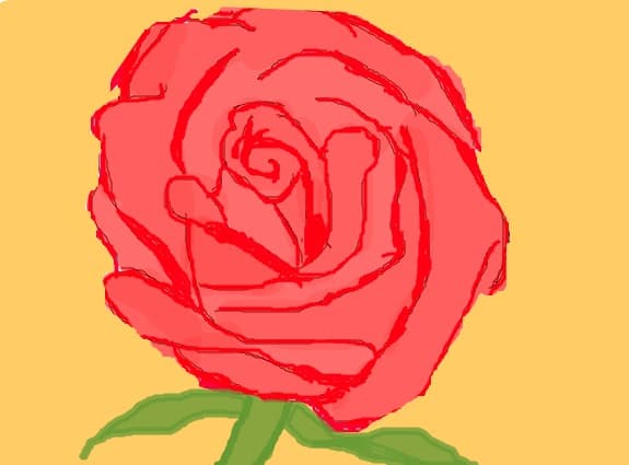 a rose