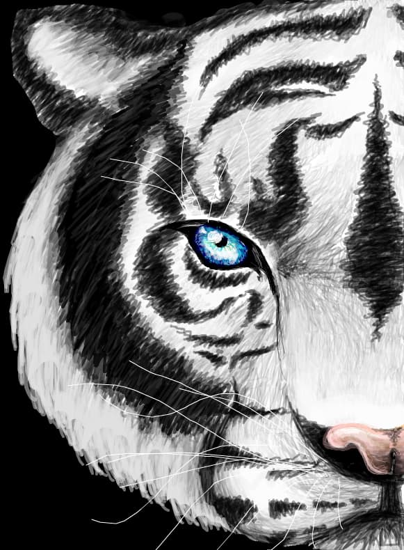 tiger