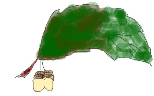 frunza de stejar
