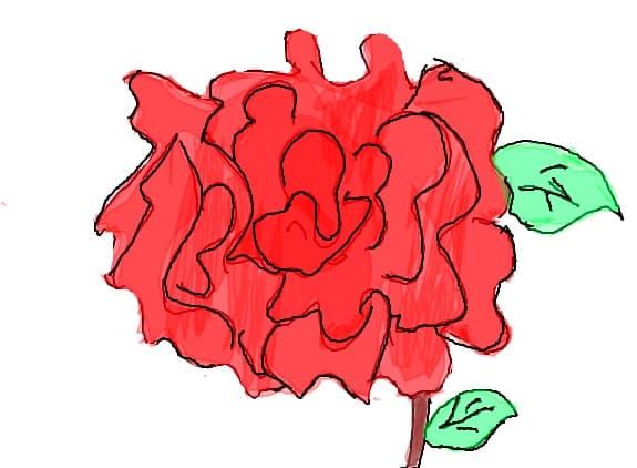 drandafir