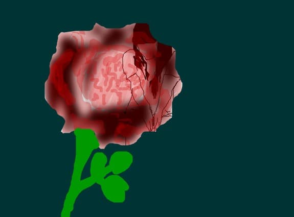 florycica