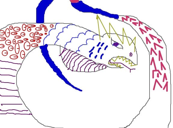 sarpele