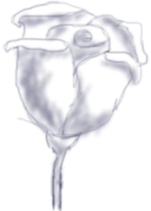 trandafir