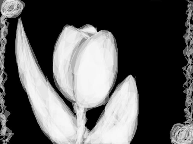 White tulip