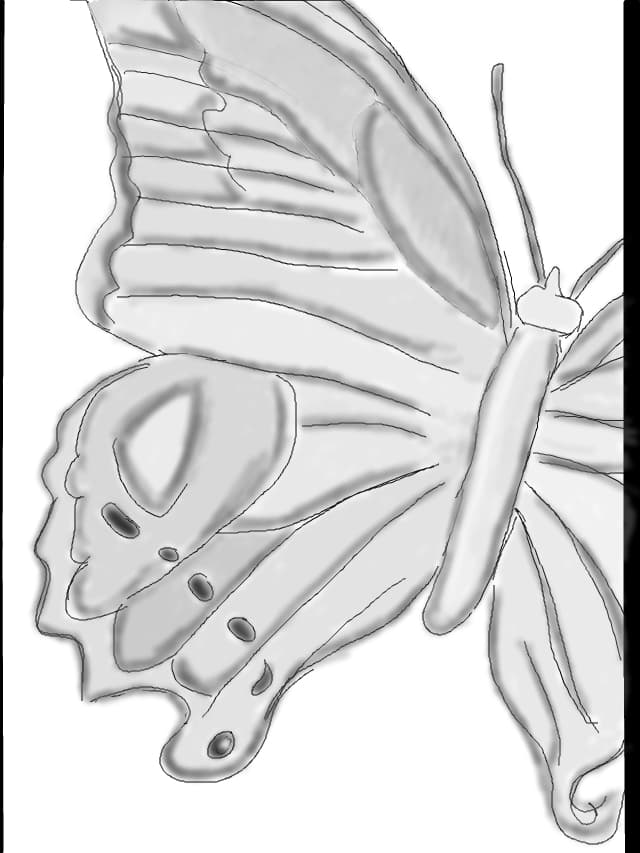 Butterfly