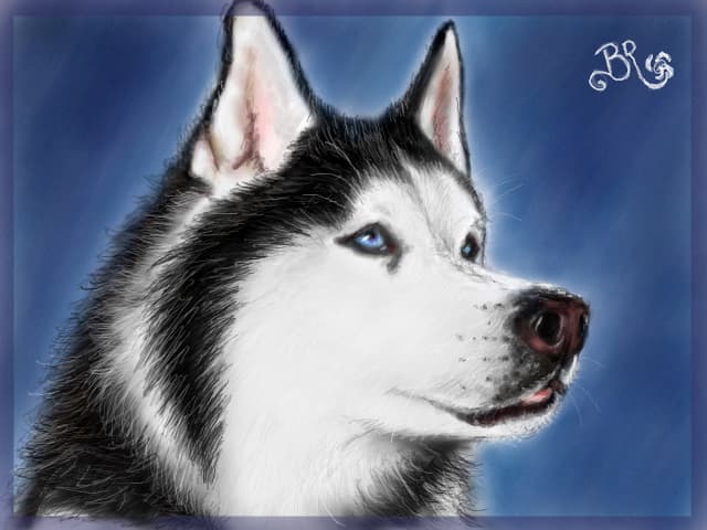 Fluffy Husky