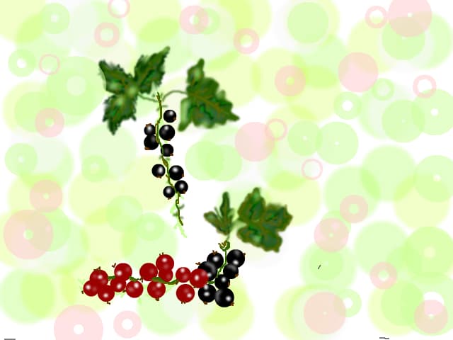 Ribes Nigrum