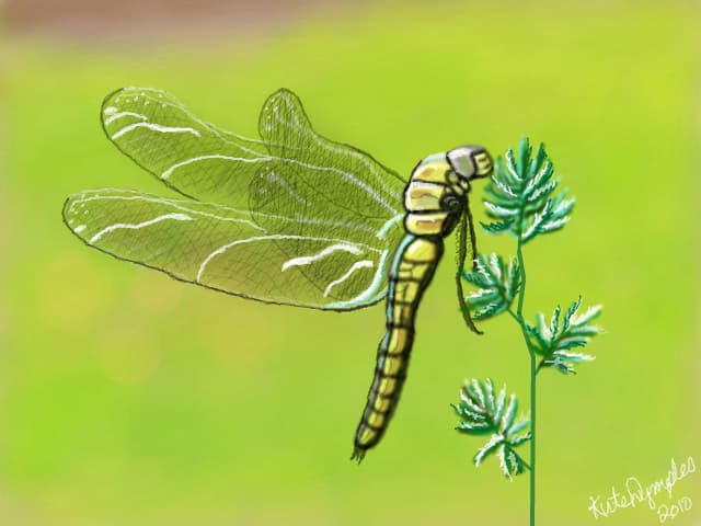 Dragonfly