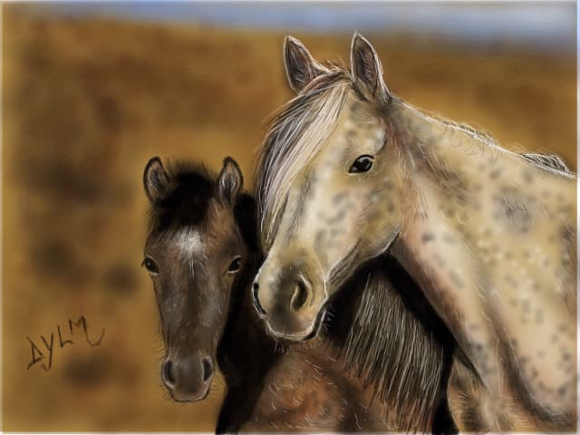 wild horses